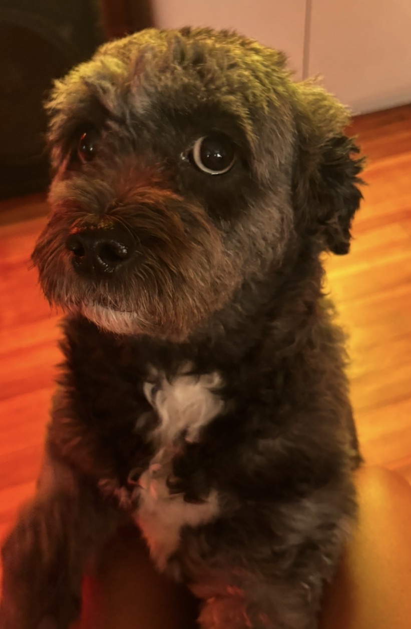 Nekadda’s dog
